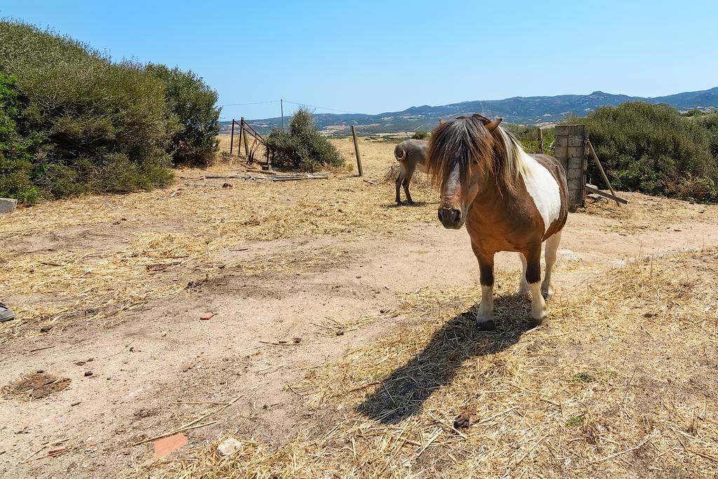 Agriturismo Lu Nodu Greuli Екстериор снимка
